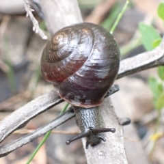 Sauroconcha jervisensis (Jervis Bay Forest Snail) at Yerriyong, NSW - 24 Jan 2022 by AnneG1