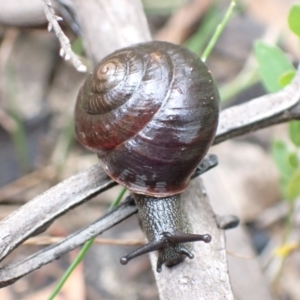 Sauroconcha jervisensis at Yerriyong, NSW - 24 Jan 2022 10:00 AM