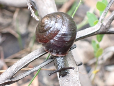 Sauroconcha jervisensis (Jervis Bay Forest Snail) at Yerriyong, NSW - 24 Jan 2022 by AnneG1