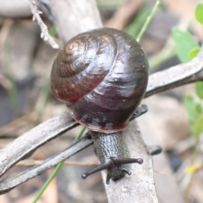 Sauroconcha jervisensis (Jervis Bay Forest Snail) at Parma Creek Nature Reserve - 23 Jan 2022 by AnneG1