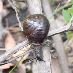 Sauroconcha jervisensis at Yerriyong, NSW - 24 Jan 2022 10:00 AM