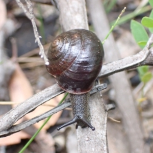 Sauroconcha jervisensis at Yerriyong, NSW - 24 Jan 2022 10:00 AM