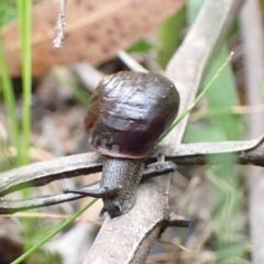 Sauroconcha jervisensis at Yerriyong, NSW - 24 Jan 2022 10:00 AM