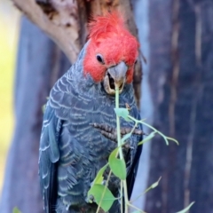 Callocephalon fimbriatum (Gang-gang Cockatoo) at Hughes, ACT - 31 Jan 2022 by LisaH