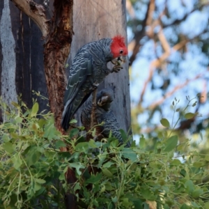 Callocephalon fimbriatum at Hughes, ACT - 31 Jan 2022