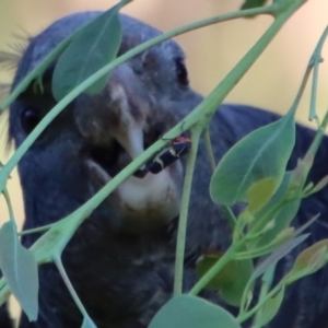 Callocephalon fimbriatum at Hughes, ACT - 31 Jan 2022