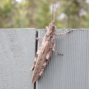 Coryphistes ruricola at Jervis Bay, JBT - 25 Jan 2022 02:52 PM