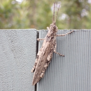 Coryphistes ruricola at Jervis Bay, JBT - 25 Jan 2022