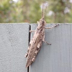 Coryphistes ruricola (Bark-mimicking Grasshopper) at Jervis Bay, JBT - 25 Jan 2022 by AnneG1