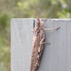 Coryphistes ruricola at Jervis Bay, JBT - 25 Jan 2022