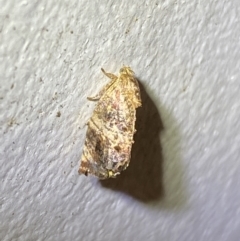 Peritropha oligodrachma (A twig moth) at Jerrabomberra, NSW - 31 Jan 2022 by SteveBorkowskis