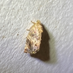 Peritropha oligodrachma (A twig moth) at Jerrabomberra, NSW - 31 Jan 2022 by Steve_Bok