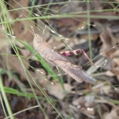 Pardillana limbata (Common Pardillana) at Murrumbateman, NSW - 31 Jan 2022 by SimoneC