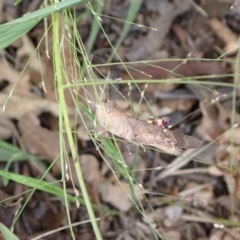 Pardillana limbata at Murrumbateman, NSW - 31 Jan 2022