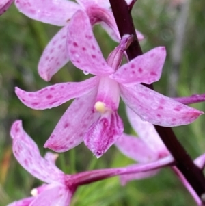 Dipodium roseum at Tianjara, NSW - 24 Jan 2022