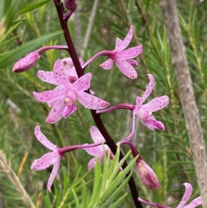 Dipodium roseum at Tianjara, NSW - 24 Jan 2022