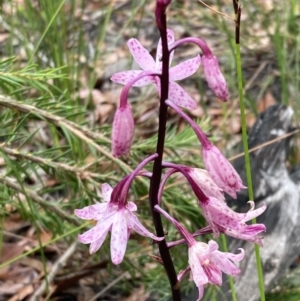 Dipodium roseum at Tianjara, NSW - suppressed