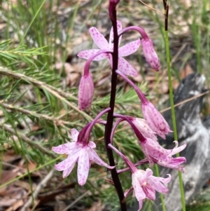 Dipodium roseum at Tianjara, NSW - 24 Jan 2022