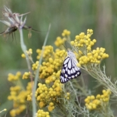 Belenois java (Caper White) at Weston, ACT - 31 Jan 2022 by AliceH