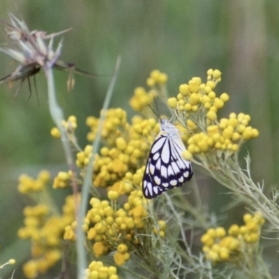 Belenois java (Caper White) at Fowles St. Woodland, Weston - 31 Jan 2022 by AliceH