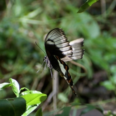 Papilio aegeus (Orchard Swallowtail, Large Citrus Butterfly) at Weston, ACT - 14 Jan 2022 by AliceH