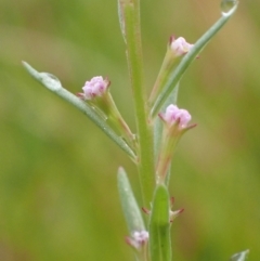 Lythrum hyssopifolia (Small Loosestrife) at Cook, ACT - 30 Jan 2022 by drakes