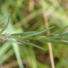 Lythrum hyssopifolia at Cook, ACT - 31 Jan 2022 07:31 AM