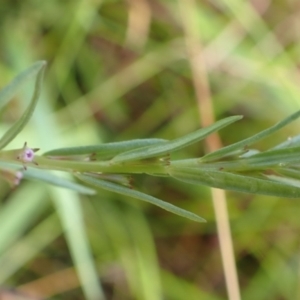 Lythrum hyssopifolia at Cook, ACT - 31 Jan 2022 07:31 AM