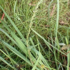 Lythrum hyssopifolia at Cook, ACT - 31 Jan 2022