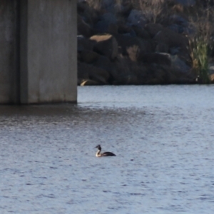 Podiceps cristatus at Wayo, NSW - 31 Jan 2022 06:58 PM