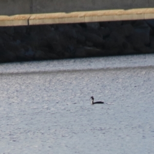 Podiceps cristatus at Wayo, NSW - 31 Jan 2022 06:58 PM