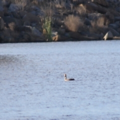 Podiceps cristatus at Wayo, NSW - 31 Jan 2022 06:58 PM