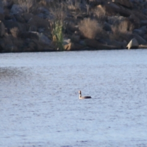 Podiceps cristatus at Wayo, NSW - 31 Jan 2022 06:58 PM