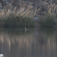 Podiceps cristatus at Wayo, NSW - 31 Jan 2022 06:58 PM