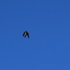 Hirundo neoxena (Welcome Swallow) at Wayo, NSW - 31 Jan 2022 by Rixon