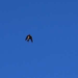 Hirundo neoxena at Wayo, NSW - 31 Jan 2022