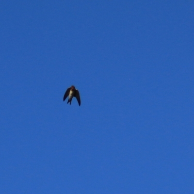 Hirundo neoxena (Welcome Swallow) at Wayo, NSW - 31 Jan 2022 by Rixon