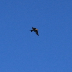 Hirundo neoxena at Wayo, NSW - 31 Jan 2022