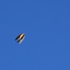 Hirundo neoxena at Wayo, NSW - 31 Jan 2022