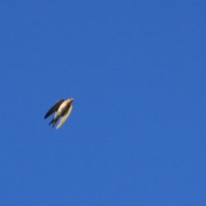 Hirundo neoxena at Wayo, NSW - 31 Jan 2022