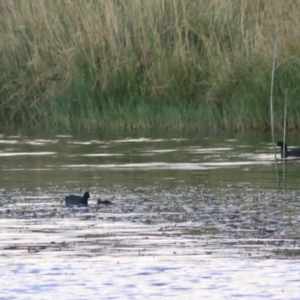 Fulica atra at Wayo, NSW - 31 Jan 2022