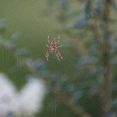 Cyclosa fuliginata (species-group) (An orb weaving spider) at Fowles St. Woodland, Weston - 24 Jan 2022 by AliceH
