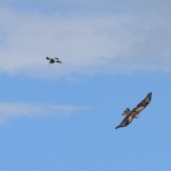 Lophoictinia isura (Square-tailed Kite) at Goulburn, NSW - 30 Jan 2022 by Rixon