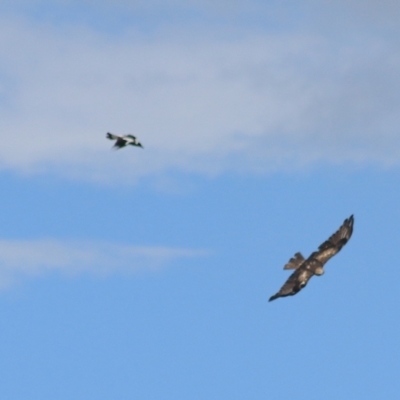 Lophoictinia isura (Square-tailed Kite) at Goulburn, NSW - 30 Jan 2022 by Rixon