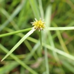 Cyperus sphaeroideus (Scented Sedge) at Cook, ACT - 30 Jan 2022 by drakes