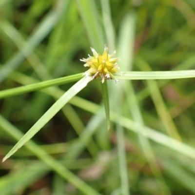 Cyperus sphaeroideus (Scented Sedge) at Cook, ACT - 31 Jan 2022 by drakes