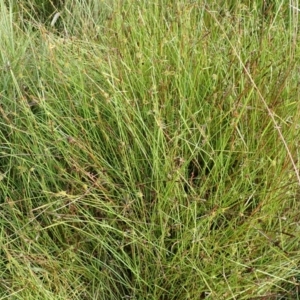 Cyperus sphaeroideus at Cook, ACT - 31 Jan 2022