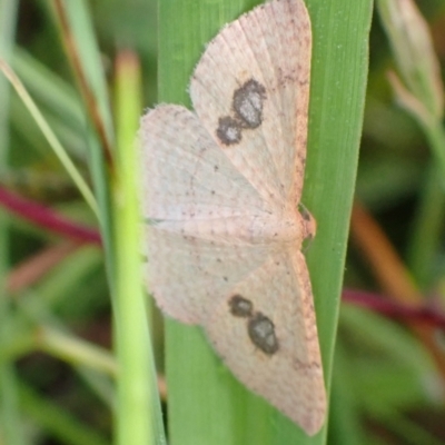 Epicyme rubropunctaria (Red-spotted Delicate) at Cook, ACT - 30 Jan 2022 by drakes