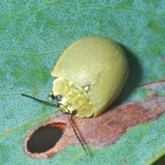 Paropsis porosa (A eucalyptus leaf beetle) at Gibraltar Pines - 30 Jan 2022 by Harrisi