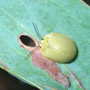 Paropsis porosa at Paddys River, ACT - 30 Jan 2022